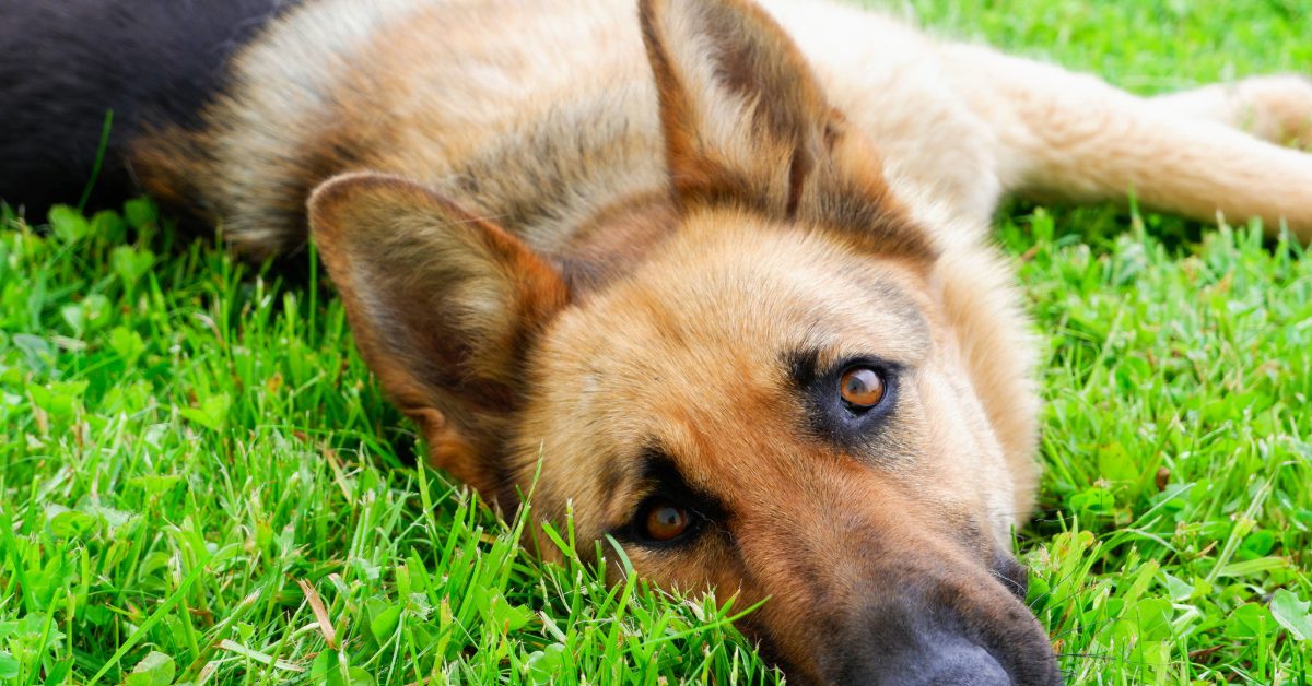 German shepherd laying on the bright green grass