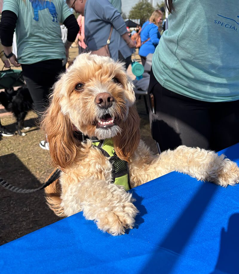 Bark In The Park Tampa 3