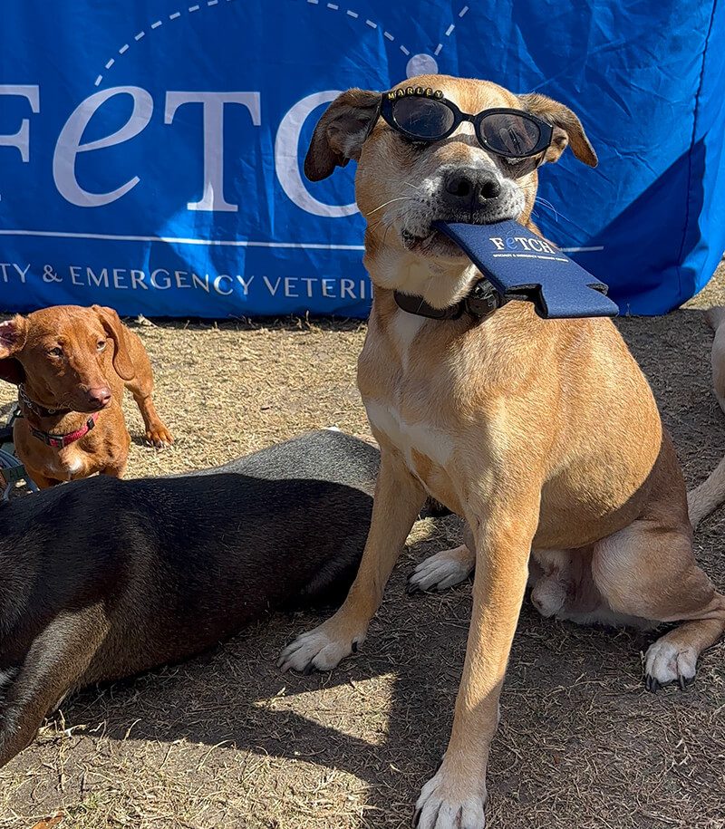 Bark In The Park Tampa 6