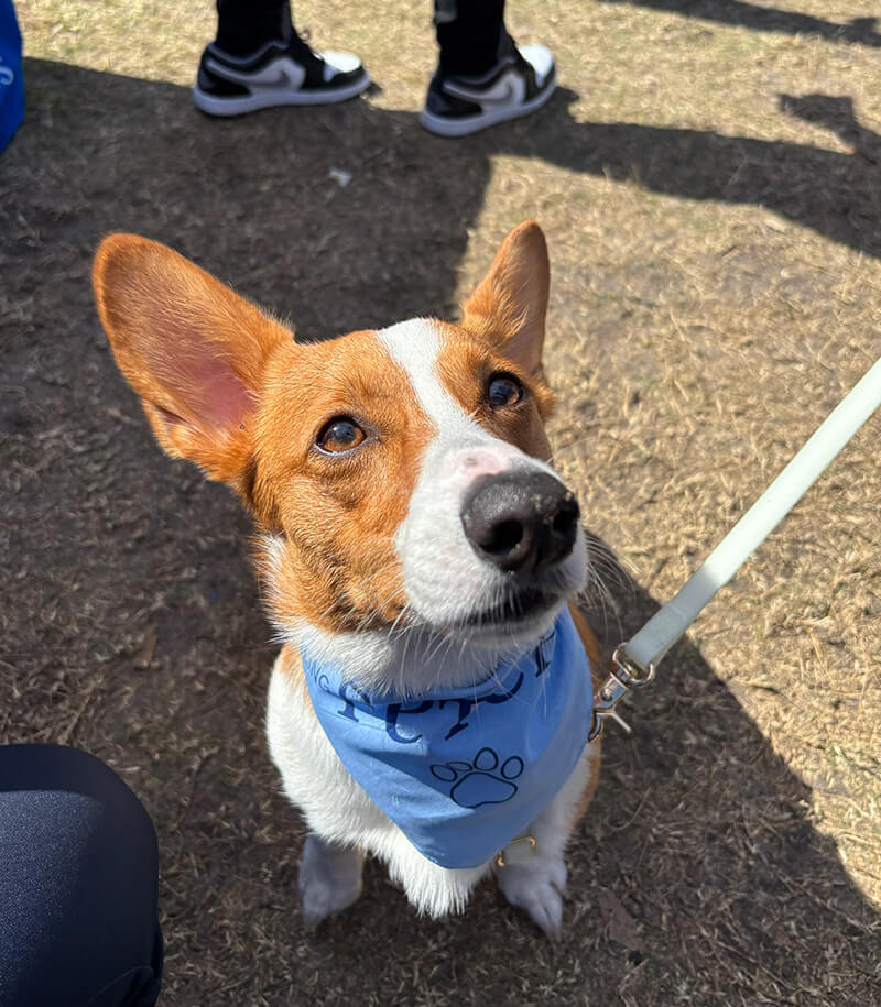 Bark In The Park Tampa 7