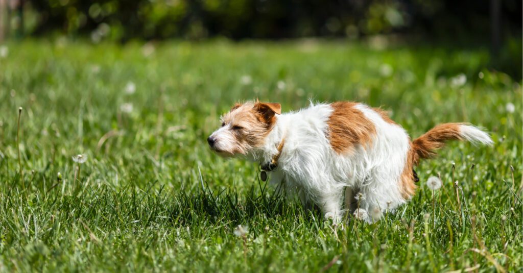 small dog squatting to defecate in the grass outside