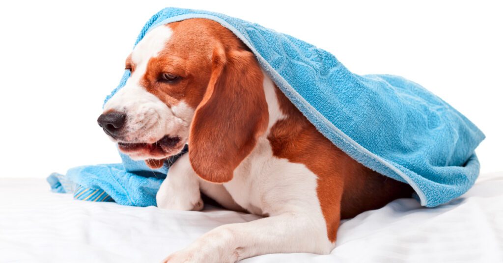 dog laying down with blanket on top of him while coughing