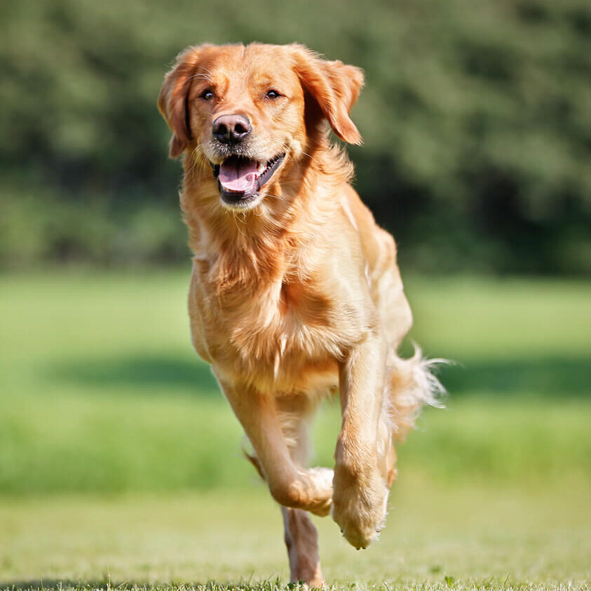 canine-tplo-surgery canine tplo surgery