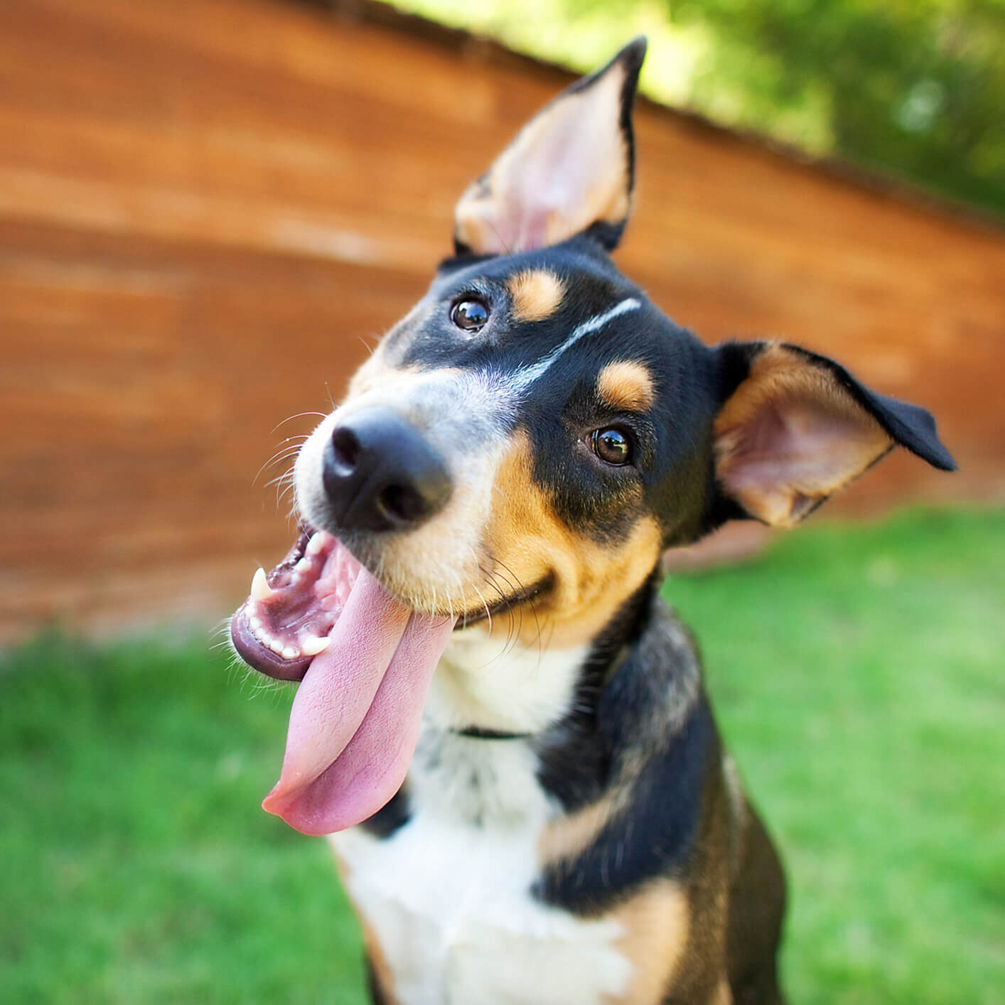happy-dog-with-tongue-out