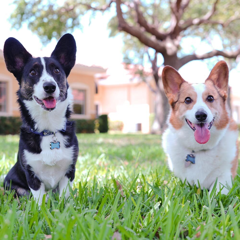 Two Corgis Outside two happy corgis sitting together outside