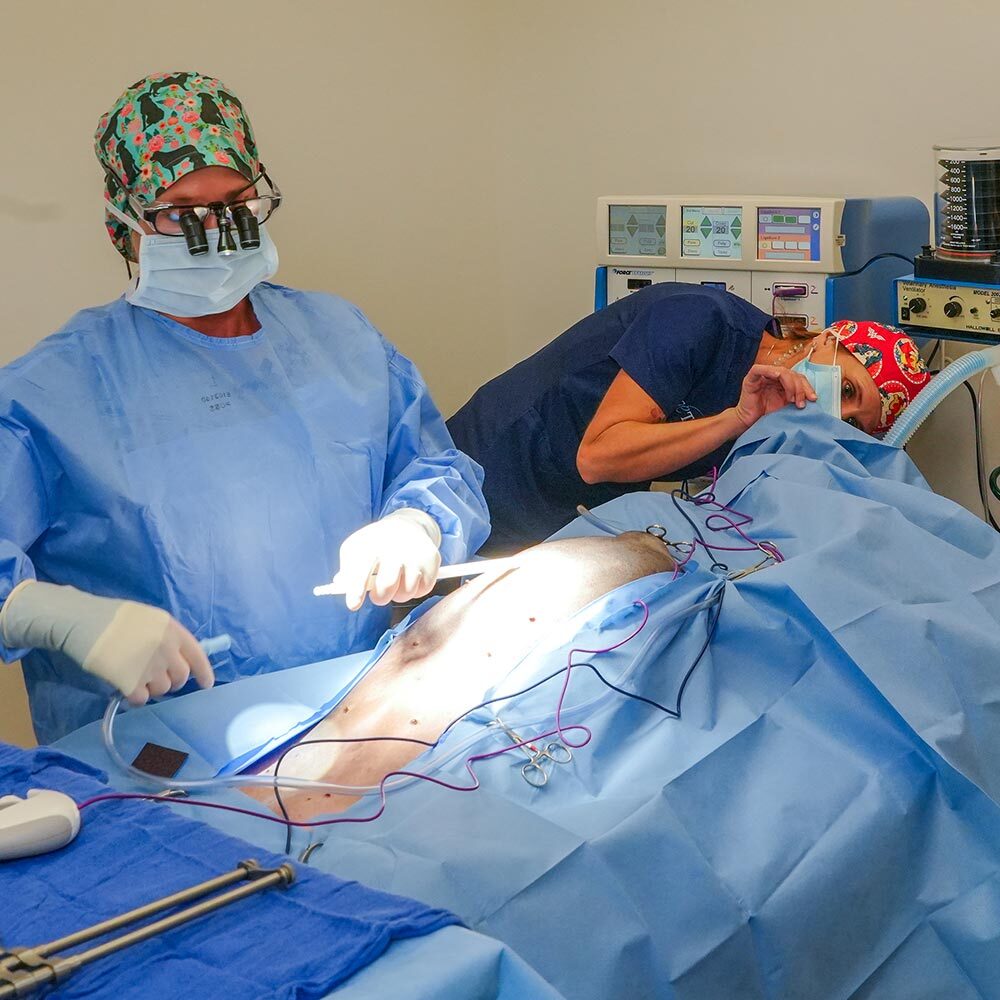 female veterinarian surgeon preparing female dog for spay surgery while anesthesiologist checks on dog